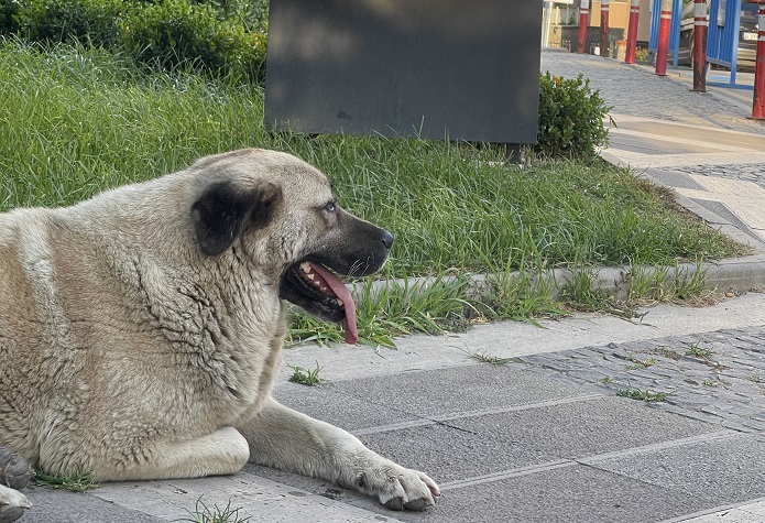 Yandaş Medyanın İstanbul Valisine Yönelik Manipülasyonları Ortaya Çıktı