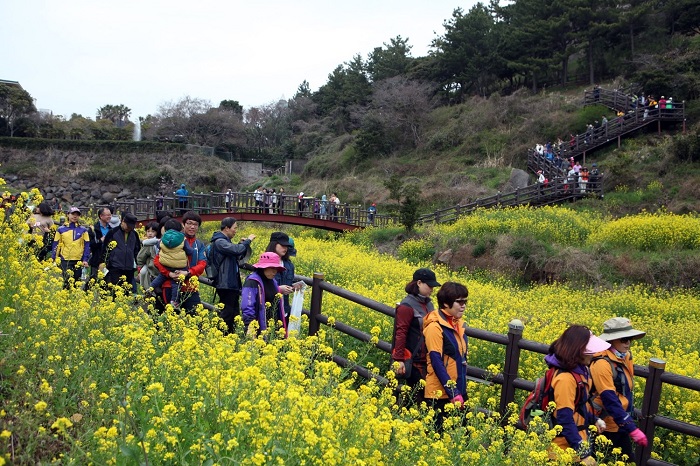 İlkbahar’da Kore’nin Jeju Adası’nda gerçekleşen sıra dışı bir festival de Seogwipo Kanola Çiçeği Uluslararası Yürüyüş Festivali olarak öne çıkıyor