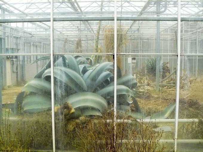 26. An agave growing massive in this long-abandoned greenhouse