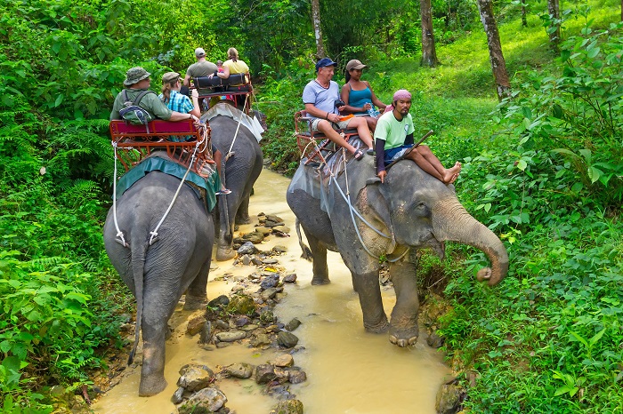 Tayland Turistik Doğa Parkındaki Filler